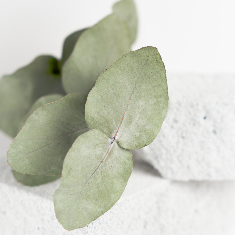 Eucalyptus Foot Cream 75ml
